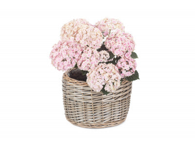 Basket, LARGE ROUND ANTIQUE WASH PLANTER