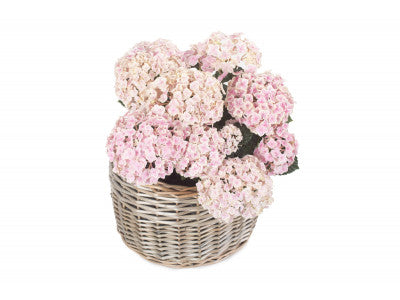 Basket, LARGE ROUND ANTIQUE WASH PLANTER