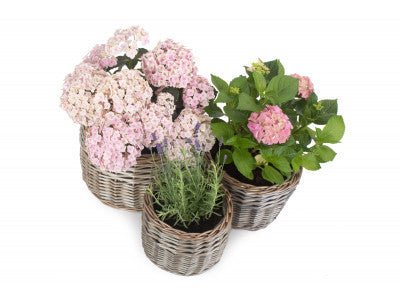 Basket, Set of 3 ROUND ANTIQUE WASH PLANTER 