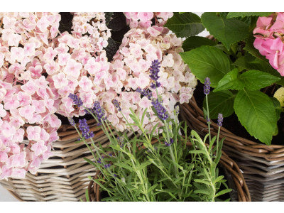 Basket, Set of 3 ROUND ANTIQUE WASH PLANTER 