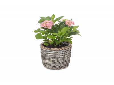 Basket, MEDIUM ROUND ANTIQUE WASH PLANTER