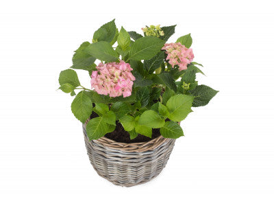 Basket, MEDIUM ROUND ANTIQUE WASH PLANTER