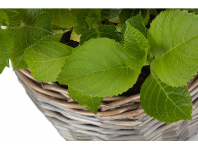 Basket, MEDIUM ROUND ANTIQUE WASH PLANTER